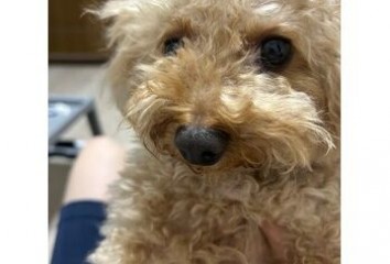 愛犬イヴ君！～Lien(リアン　中区立町)濱田　心愛ブログ